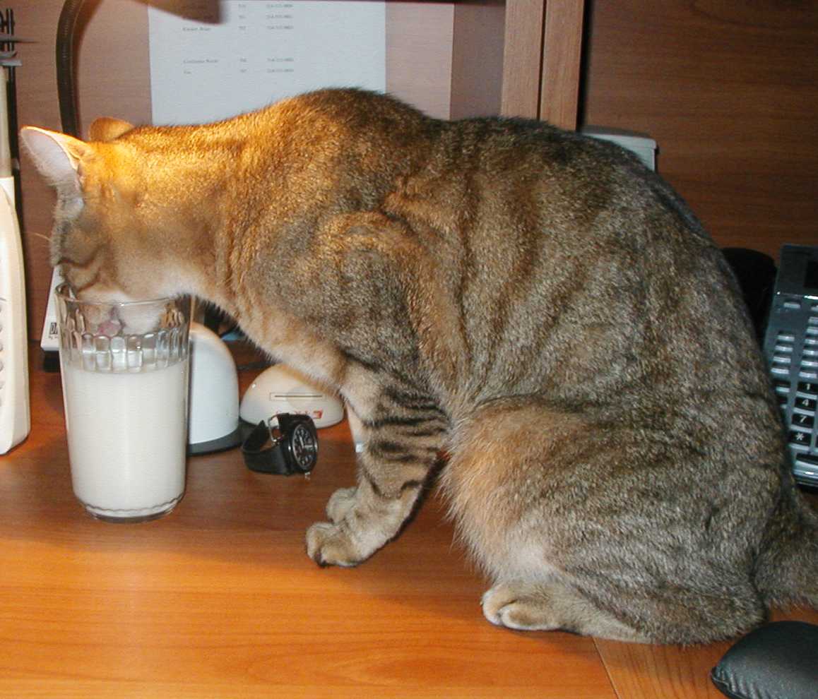 Ajax's Milk